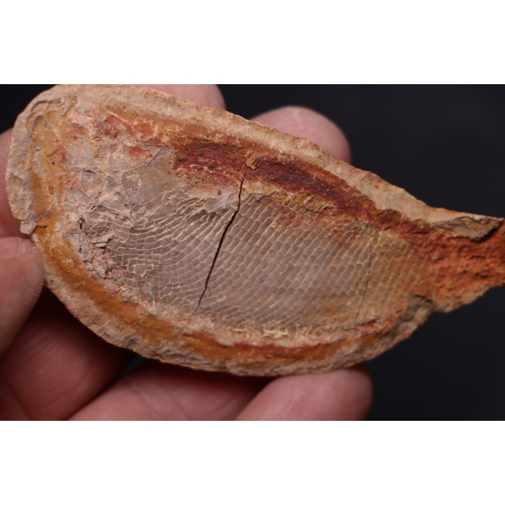 Boreosomus gillioti Priem, 1924 - Eotrias - Ambilobe, Madagascar