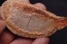 Boreosomus gillioti Priem, 1924 - Eotrias - Ambilobe, Madagascar