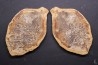 Ecrinesomus dixoni Woodward, 1910 - Eotrias - Ambilobe, Madagascar