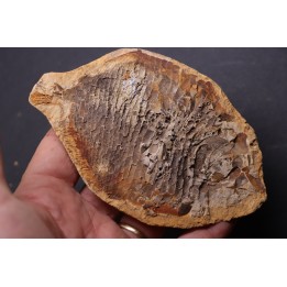 Ecrinesomus dixoni Woodward, 1910 - Eotrias - Ambilobe, Madagascar