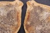 Ecrinesomus dixoni Woodward, 1910 - Eotrias - Ambilobe, Madagascar