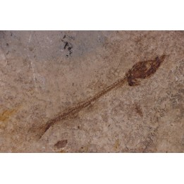 Cobitopsis acutus - Stampian - Saint Saturnin - Auvergne - FRANCE