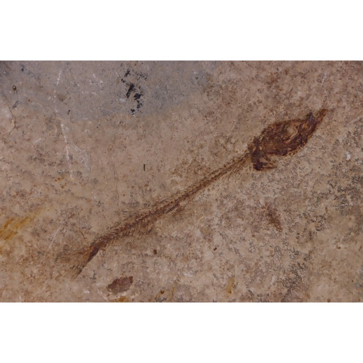 Cobitopsis acutus - Stampian - Saint Saturnin - Auvergne - FRANCE