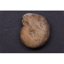 Kargalites invariabilis   early permian  South ural