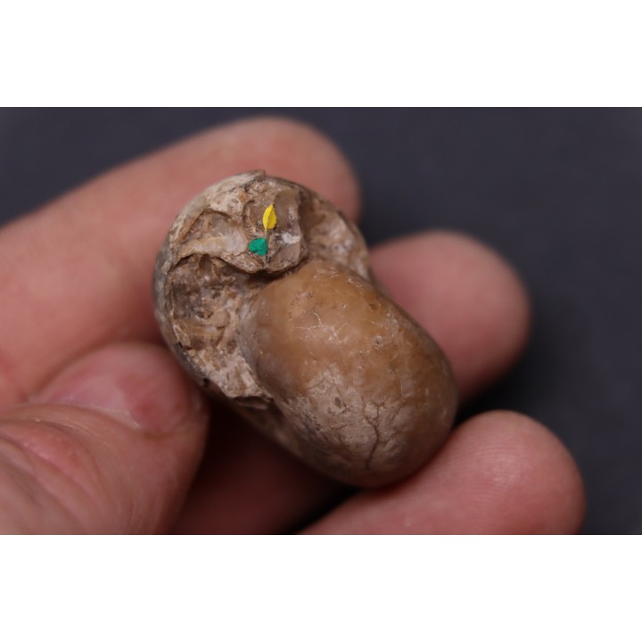 Kargalites invariabilis   early permian  South ural