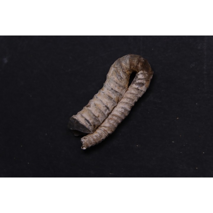 oxybeloceras meekanum - Campanien sup - Pierre Shale Fmt,  Buffalo gap, Dakota du sud - USA