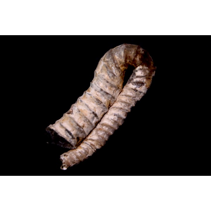oxybeloceras meekanum - Campanien sup - Pierre Shale Fmt,  Buffalo gap, Dakota du sud - USA