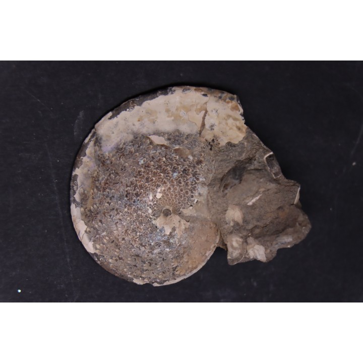 Sphenodiscus lenticularis - Maestrichtian - Dakota - USA