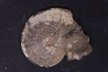 Sphenodiscus lenticularis - Maestrichtian - Dakota - USA
