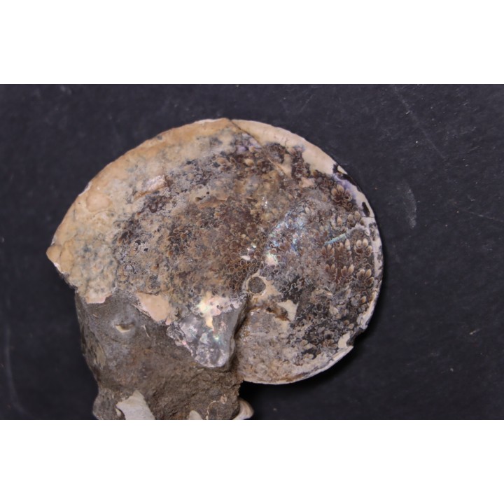 Sphenodiscus lenticularis - Maestrichtian - Dakota - USA