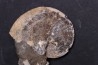 Sphenodiscus lenticularis - Maestrichtian - Dakota - USA