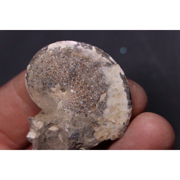 Sphenodiscus lenticularis - Maestrichtian - Dakota - USA