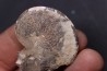 Sphenodiscus lenticularis - Maestrichtian - Dakota - USA