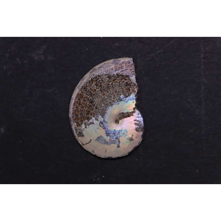 Sphenodiscus lenticularis (Owen, 1852) - Maestrichtien - Dakota - USA