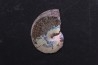 Sphenodiscus lenticularis (Owen, 1852) - Maestrichtien - Dakota - USA