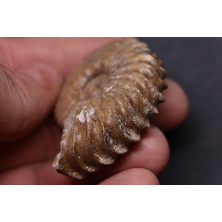 Tetrahoplites rossicus - albien moyen - N. Aktau, Mangyshlak, Kazakhstan