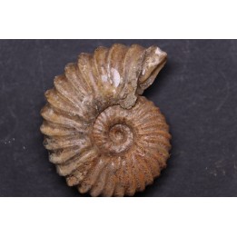Tetrahoplites rossicus   albien moyen   N. Aktau, Mangyshlak, Kazakhstan