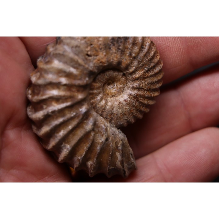 Tetrahoplites rossicus - albien moyen - N. Aktau, Mangyshlak, Kazakhstan