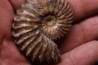 Tetrahoplites rossicus - albien moyen - N. Aktau, Mangyshlak, Kazakhstan