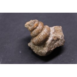 turrilites sp  - Albien supérieur - Penzesgyor, Hongrie