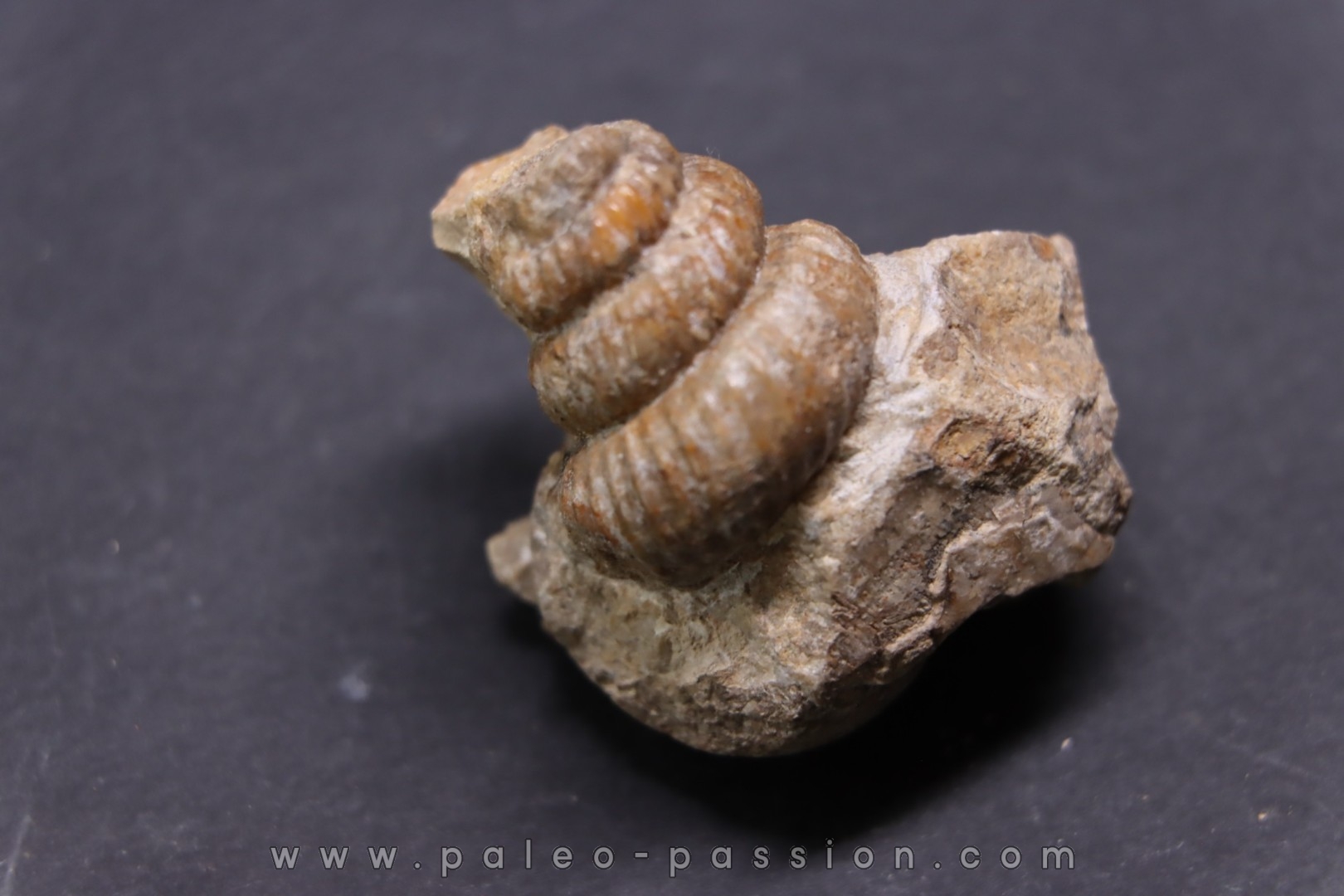 turrilites sp - Albien supérieur - Penzesgyor, Hongrie