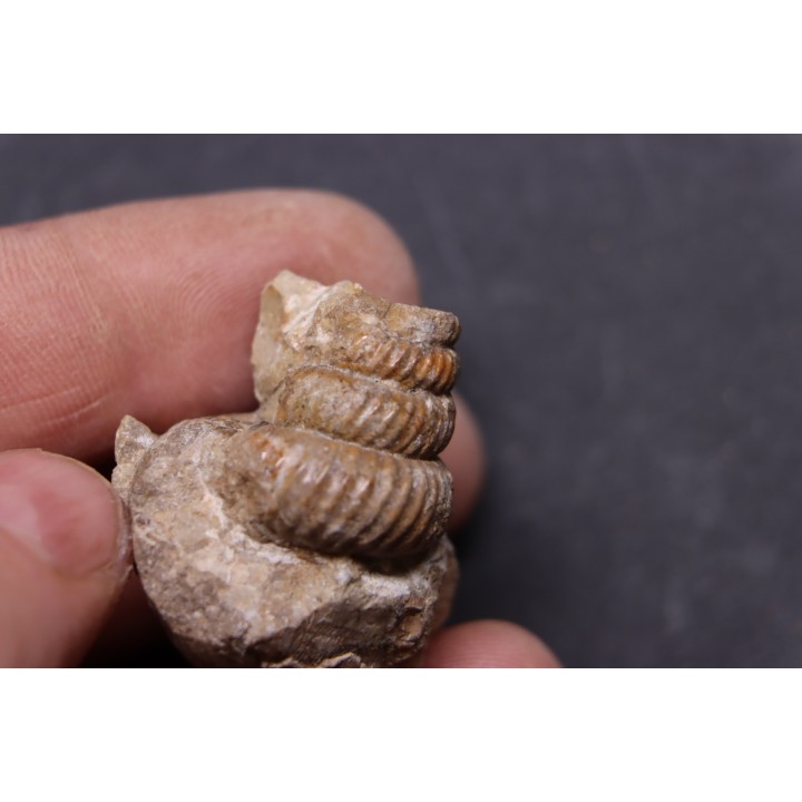 turrilites sp - Upper Albian  - Penzesgyor, HUNGARY