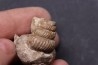 turrilites sp - Upper Albian  - Penzesgyor, HUNGARY