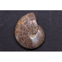 hypophylloceras velledae - Albien - Région de Mahajanga - MADAGASCAR