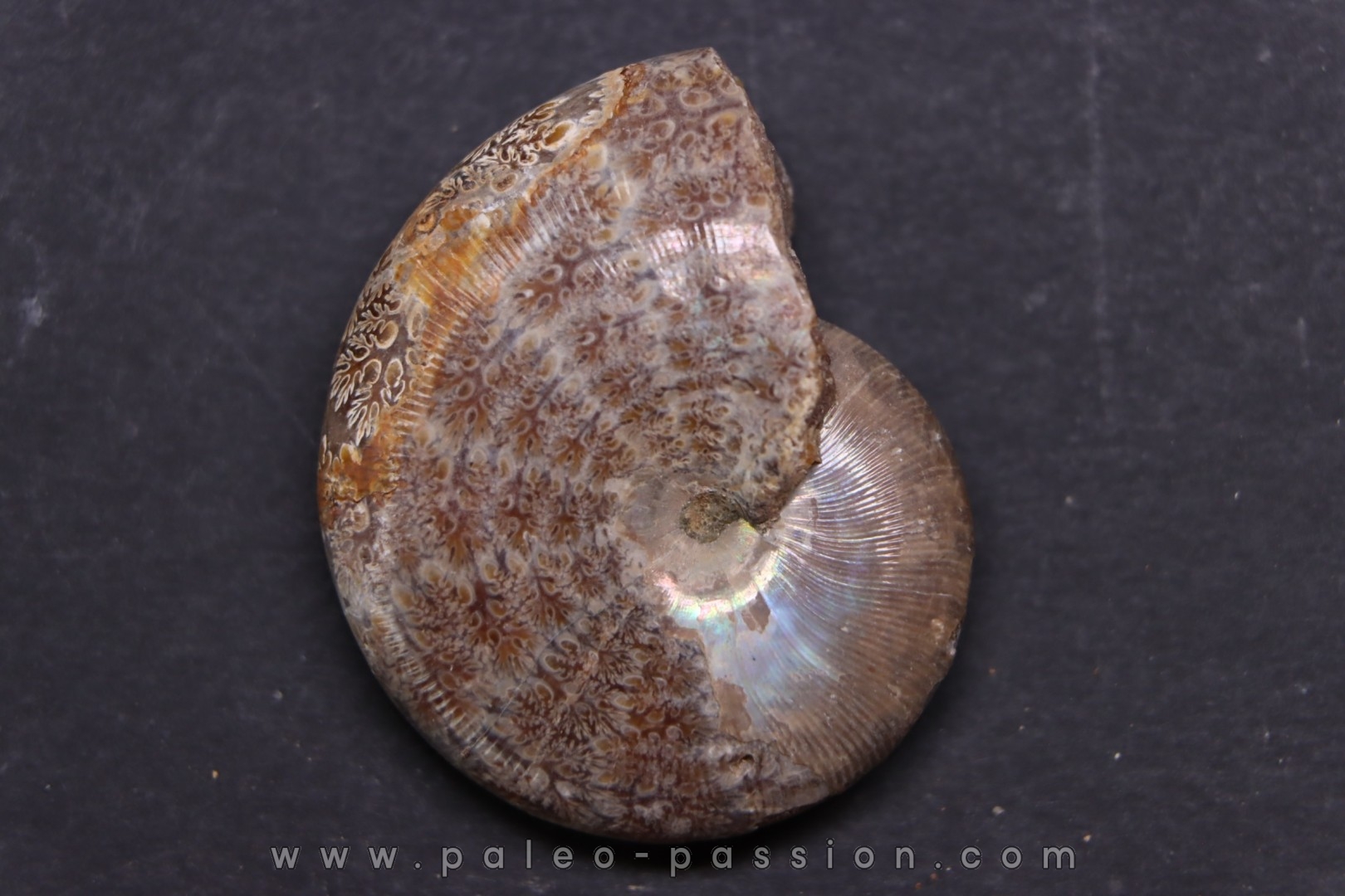 hypophylloceras velledae - Albien - Région de Mahajanga - MADAGASCAR