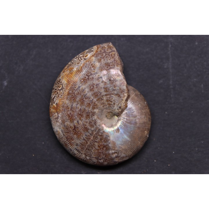 hypophylloceras velledae - Albien - Région de Mahajanga - MADAGASCAR