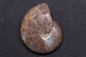 hypophylloceras velledae  - Albian - Mahajanga area - MADAGASCAR