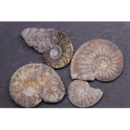 set of  4  "amaltheus" -  domerian -  Jeandelaincourt, France