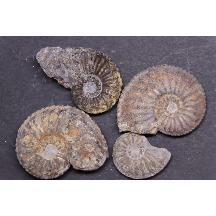 set of  4  "amaltheus" -  domerian -  Jeandelaincourt, France