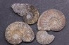 collection de 4 "amaltheus" - domerien - Jeandelaincourt, France