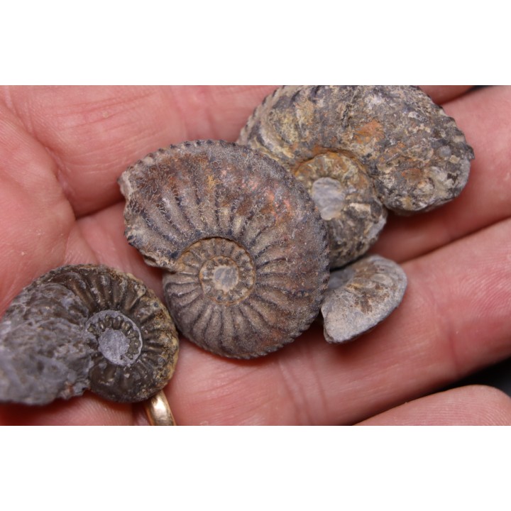 set of  4  "amaltheus" -  domerian -  Jeandelaincourt, France