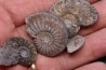 collection de 4 "amaltheus" - domerien - Jeandelaincourt, France