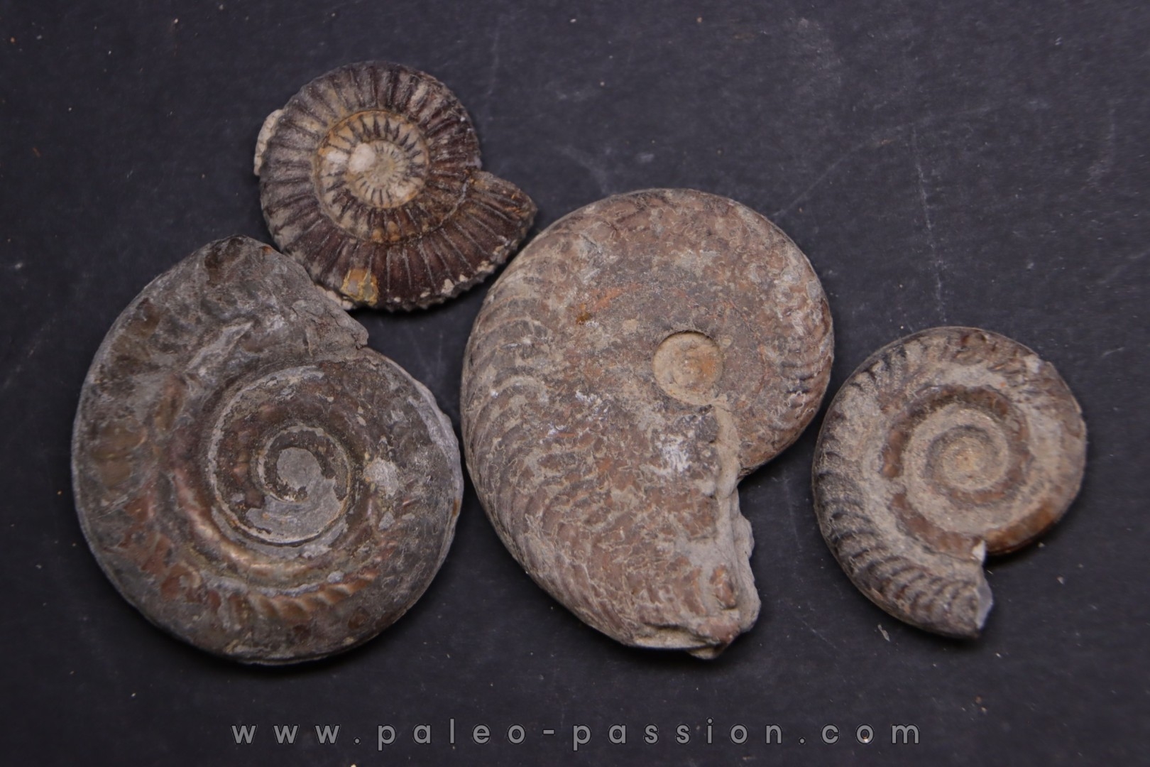 lot de 4 ammonites a déterminer toarcien Aveyron - FRANCE