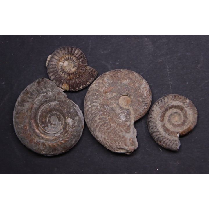 set of 4 ammonites   toarcian  Aveyron - FRANCE