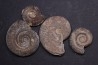 lot de 4 ammonites a déterminer toarcien Aveyron - FRANCE