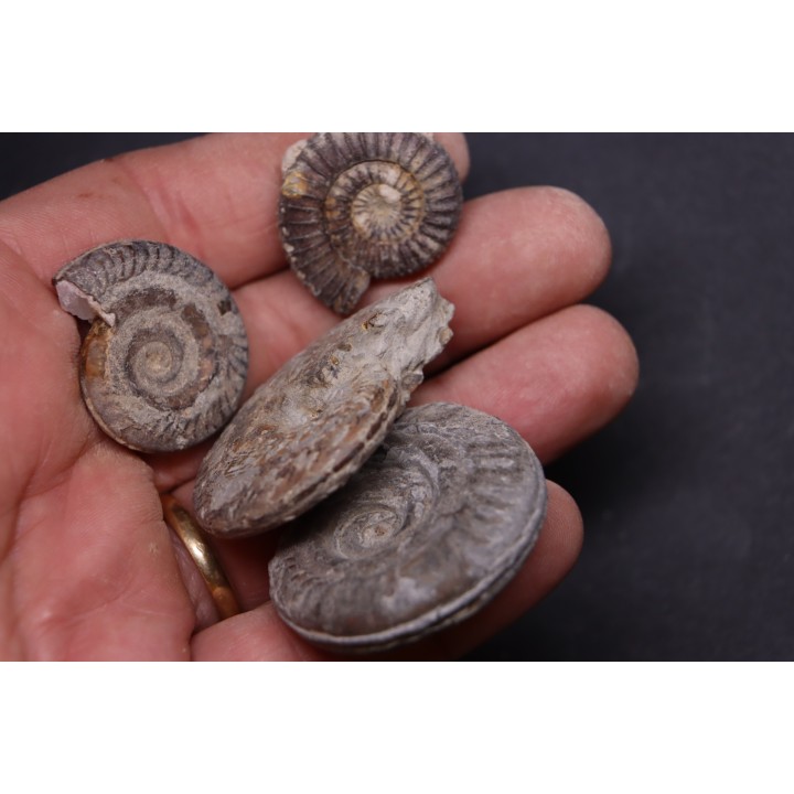 lot de 4 ammonites a déterminer  toarcien  Aveyron - FRANCE