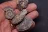 lot de 4 ammonites a déterminer toarcien Aveyron - FRANCE