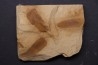 Neuropteris (macroneuropteris) scheuchzeri pennsylvanian (carbonifèrous) tonganoxie sandstone - Ottawa, Kansas - USA