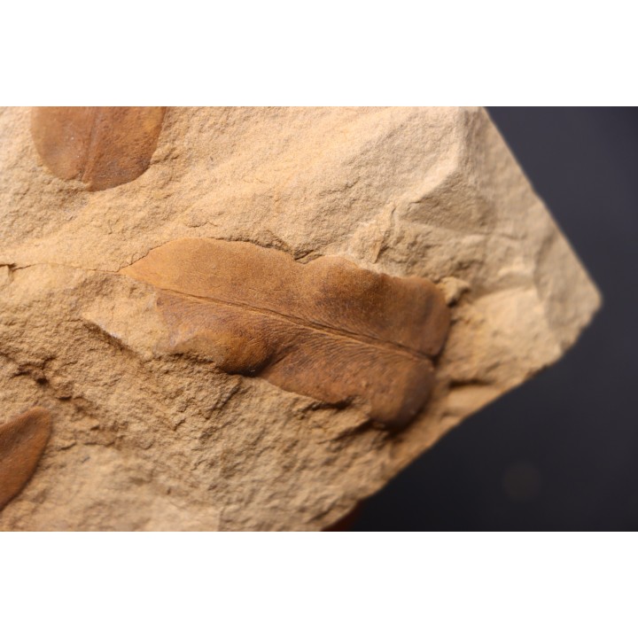 Neuropteris (macroneuropteris) scheuchzeri  pennsylvanian (carbonifère) tonganoxie sandstone -  Ottawa, Kansas - USA