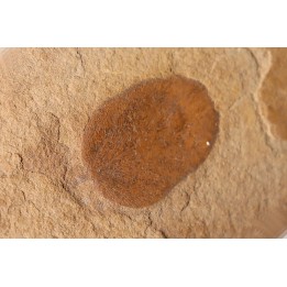 Neuropteris (macroneuropteris) inflata (Lesquereux)  pennsylvanian (carbonifère)  tonganoxie sandstone  Ottawa, Kansas - USA