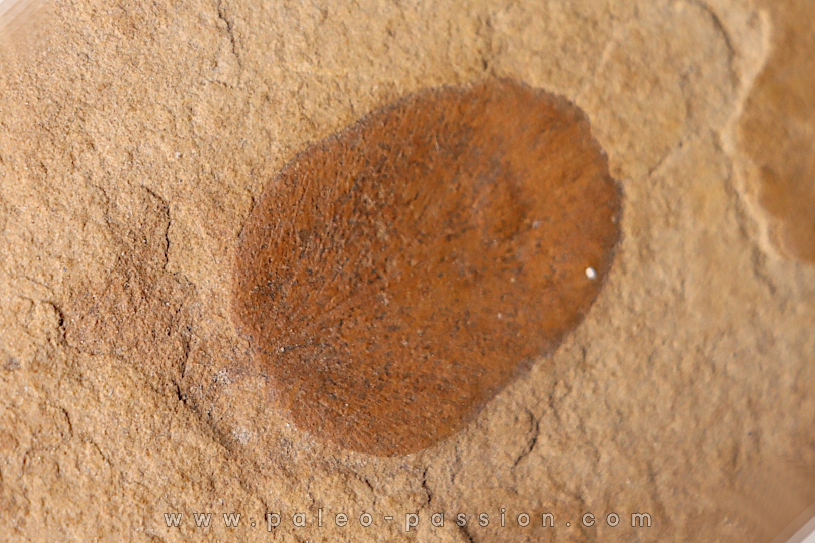 Neuropteris (macroneuropteris) inflata (Lesquereux) pennsylvanian (carbonifère) tonganoxie sandstone Ottawa, Kansas - USA