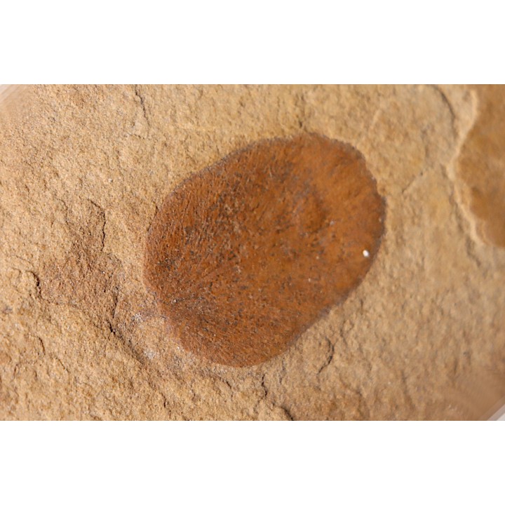 Neuropteris (macroneuropteris) inflata (Lesquereux)  pennsylvanian (carbonifère)  tonganoxie sandstone  Ottawa, Kansas - USA
