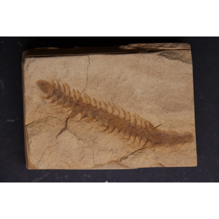 Fern cône - pennsylvanian - tonganoxie sandstone  Ottawa, Kansas - USA