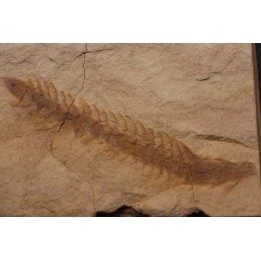 Fern cône - pennsylvanian - tonganoxie sandstone  Ottawa, Kansas - USA