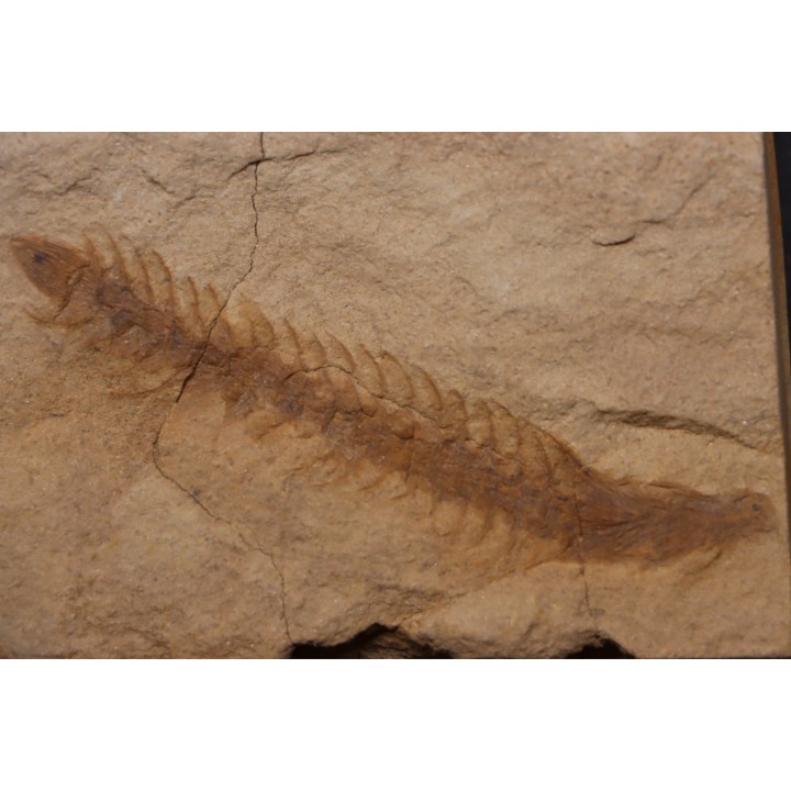 Fern cône - pennsylvanian - tonganoxie sandstone  Ottawa, Kansas - USA