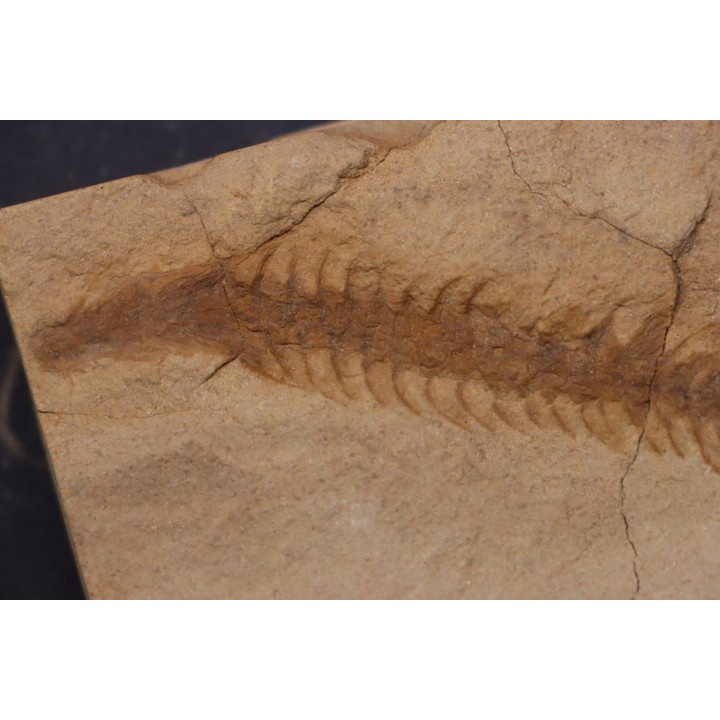 Fern cône - pennsylvanian - tonganoxie sandstone  Ottawa, Kansas - USA